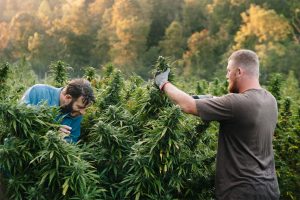Industrial-Hemp 